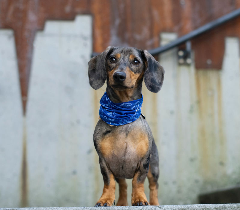 Weitere Infos und Tierarzt-Formulare Weitere Infos, Formulare usw.